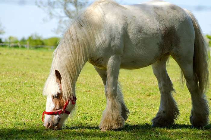 Белый тяжеловоз щиплет травку, фото фотография лошади