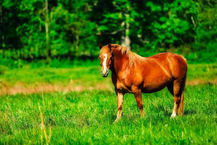 Рыжая лошадь на фоне зеленого леса, фото фотография