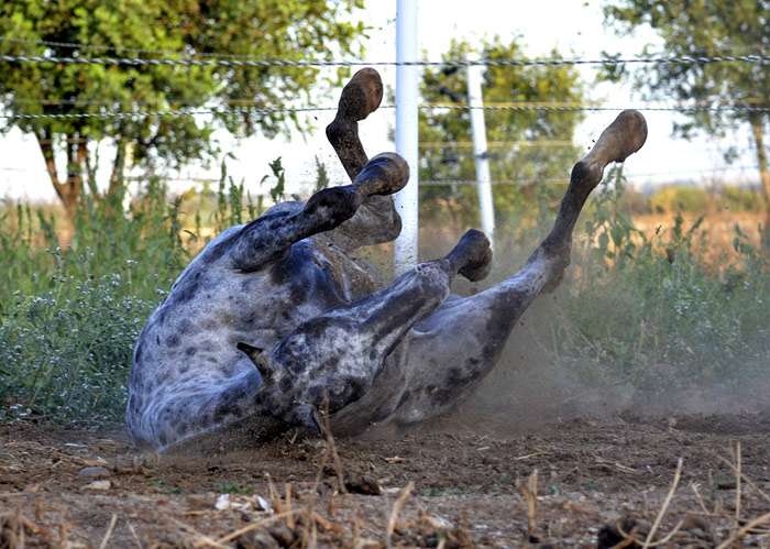 Валяющаяся на земле лошадь, фото фотография