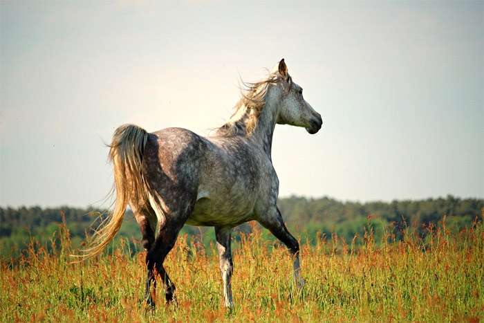Серая арабская лошадь, фото фотография