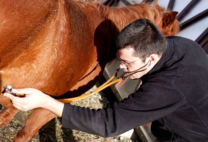 Ветеринарный врач слушает лошадь, фото фотография
