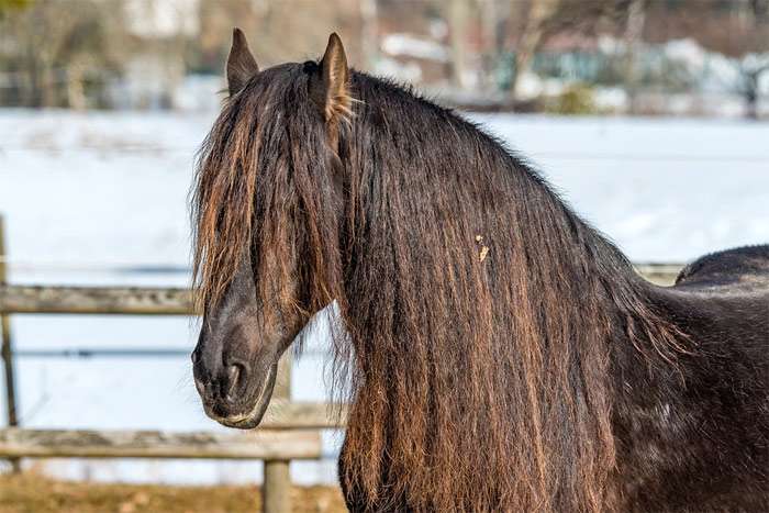 Черная фризская лошадь, фото фотография