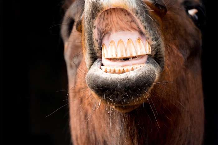 Зубы лошади, фото болезни фотография