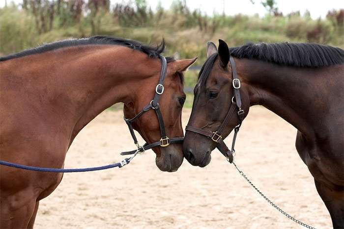 Две гнедые лошади стоят головами друг к другу, фото фотография