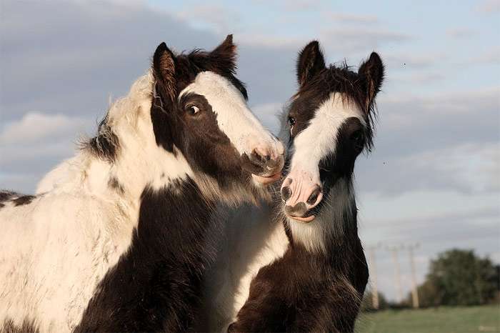 Две мохнатые черно-белые лошади, фото фотография