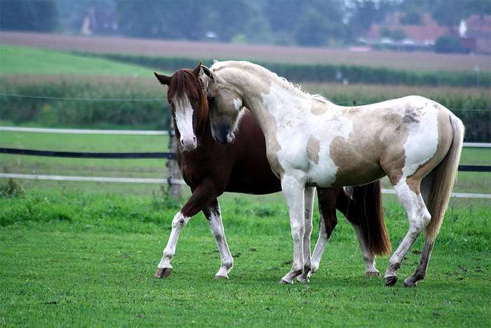 Две лошади ухаживают друг за другом, фото фотография