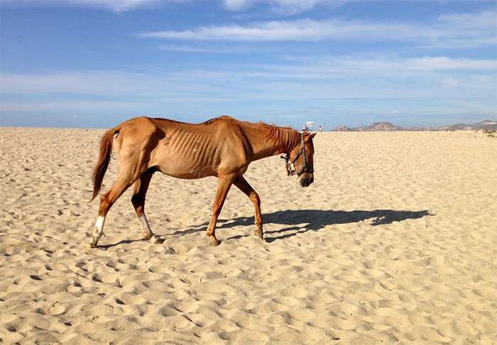 Худая лошадь бредет идет по пустыне, фото лошади фотография
