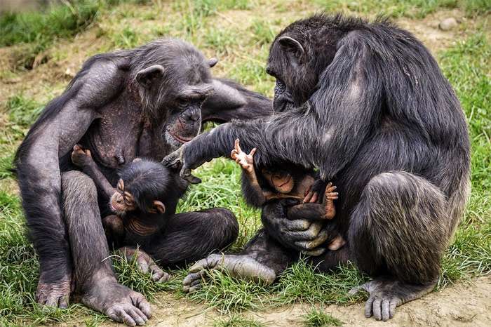 Шимпанзе с детенышами, фото фотография приматы