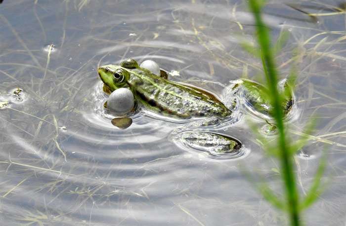 Поющий самец лягушки, фото фотография амфибии