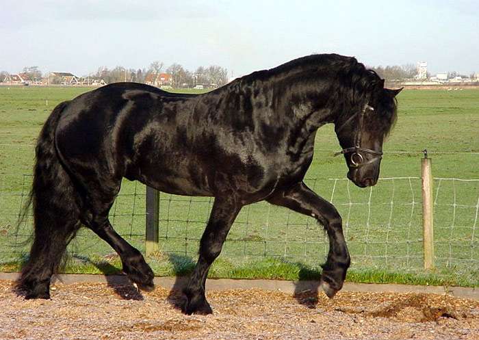 Фризская лошадь вороной масти, фото фотография