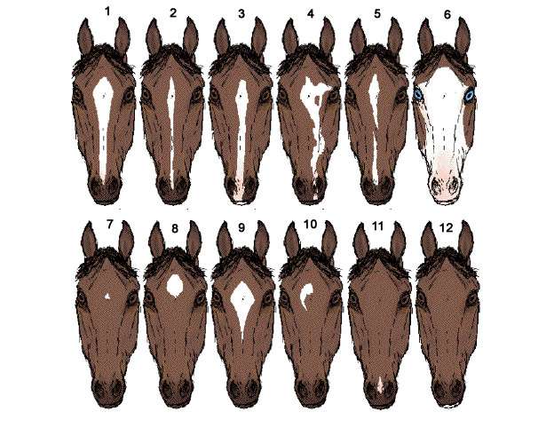 Отметины на голове лошади, рисунок картинка