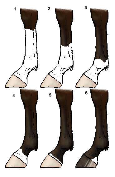 Отметины на ногах лошади, рисунок картинка
