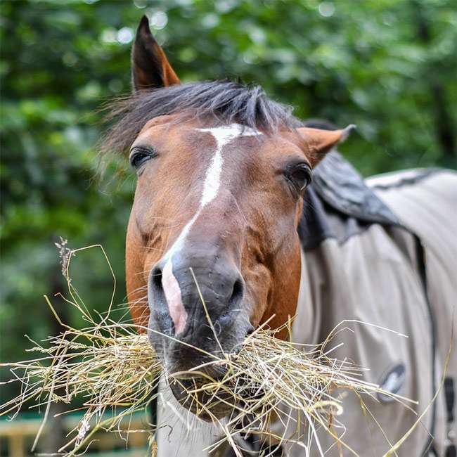 Лошадь ест сено траву, фото фотография