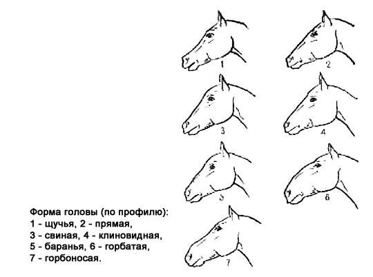Форма головы лошади (по профилю), рисунок картинка
