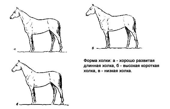 Форма холки лошади, рисунок картинка