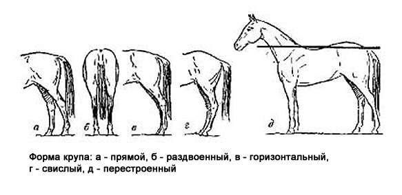 Форма крупа лошади, рисунок картинка