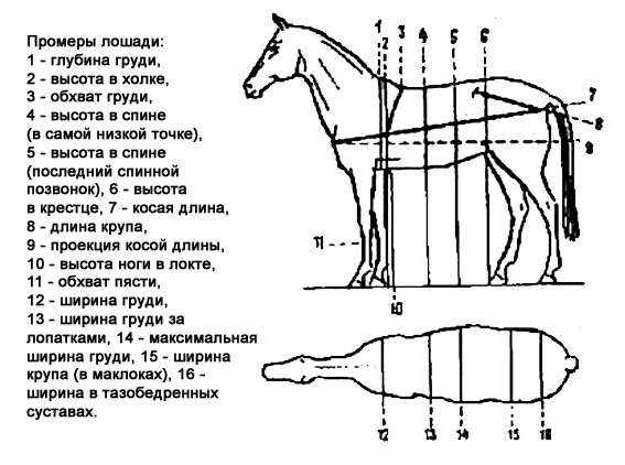 Промеры лошади, рисунок картинка