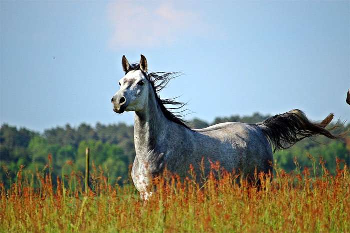 Серая арабская лошадь, фото фотография