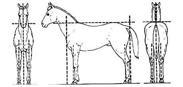 Правильно сложенная лошадь в стойке, рисунок картинка