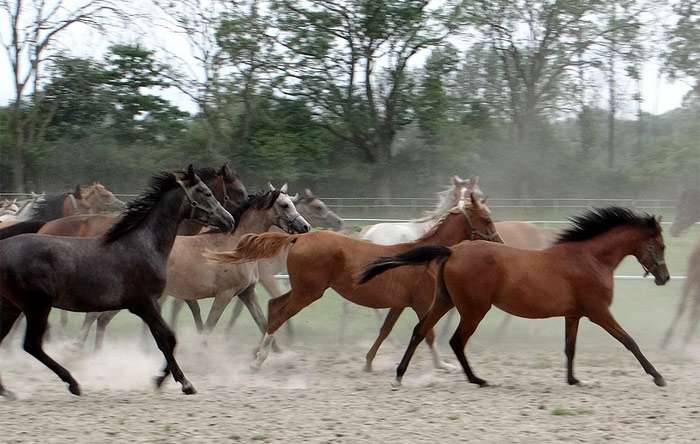 Табун лошадей, фото фотография