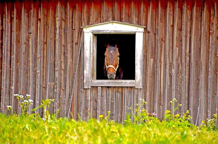 Лошадь выглядывает в окошко конюшни, фото фотография
