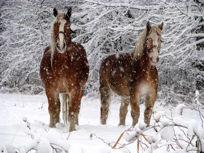 Лошади и падающий снег, фото фотография