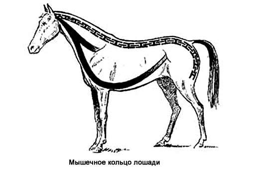 Мышечное кольцо лошади, схема рисунок