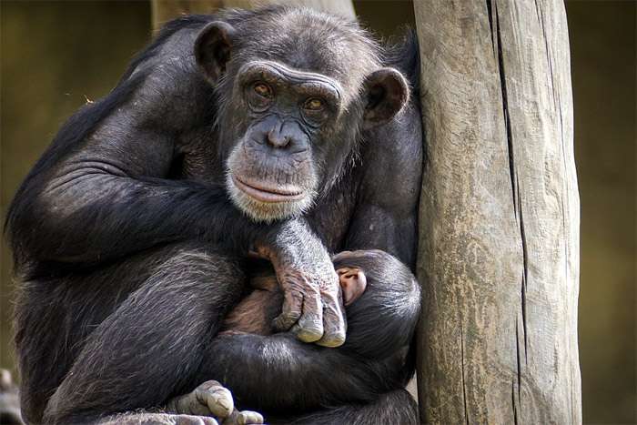 Шимпанзе, фото фотография