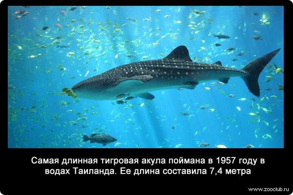 Самая длинная тигровая акула поймана в 1957 году в водах Таиланда. Ее длина составила 7,4 метра