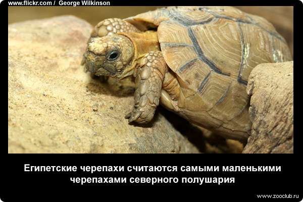  Египетские черепахи (Testudo kleinmanni) считаются самыми маленькими черепахами северного полушария