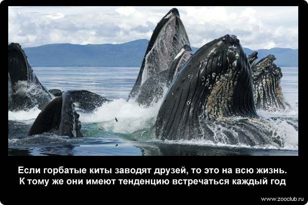  Если горбатые киты заводят друзей, то это на всю жизнь. К тому же они имеют тенденцию встречаться каждый год