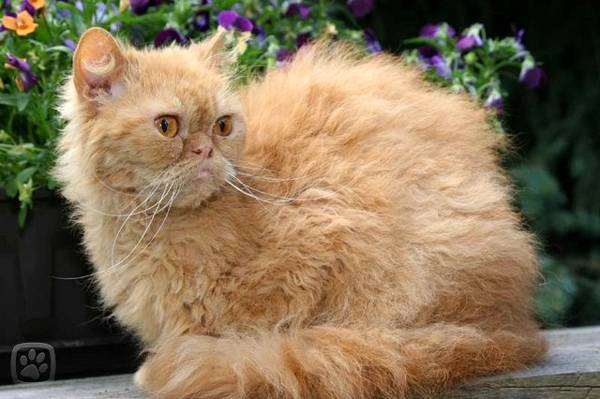 Богемский Рекс, фото породы кошек фотография