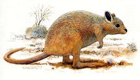 Вид: Caloprymnus campestris Gould, 1843 = Гологрудый кенгуру, степная кенгуровая крыса, картинка сумчатые животные изображение рисунок
