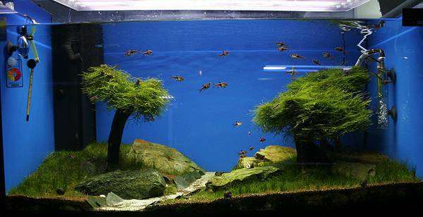 Пресноводный аквариум, фото содержание аквариумных рыб фотография