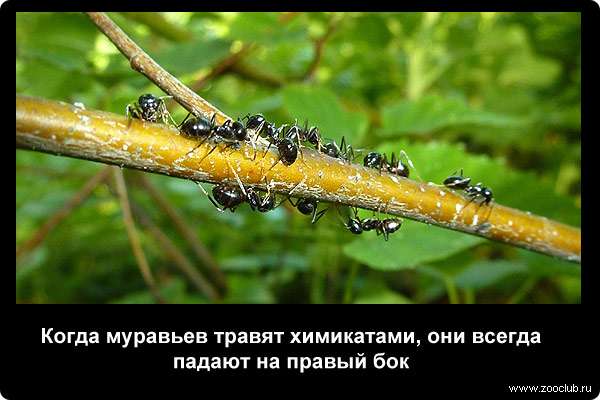  Когда муравьев травят химикатами, они всегда падают на правый бок