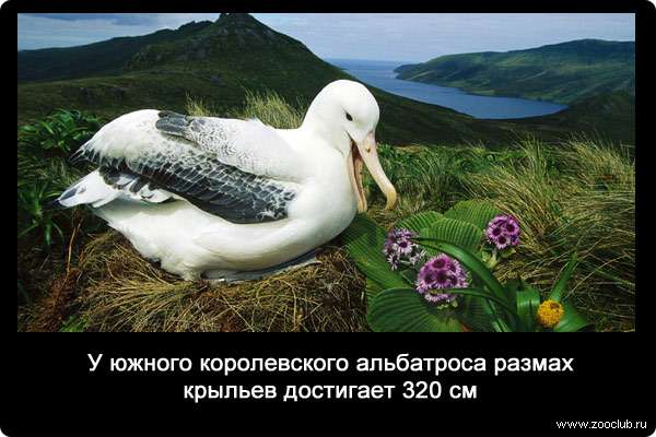 У южного королевского альбатроса размах крыльев достигает 320 см.