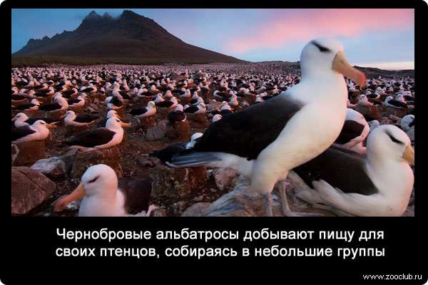Чернобровые альбатросы добывают пищу для своих птенцов, собираясь в небольшие группы.