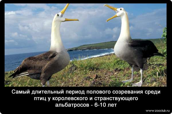 Самый длительный период полового созревания среди птиц у королевского и странствующего альбатросов - 6-10 лет.