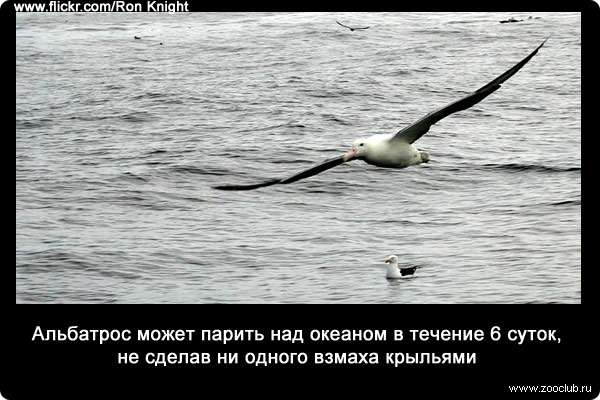 Альбатрос может парить над океаном в течение 6 суток, не сделав ни одного взмаха крыльями.