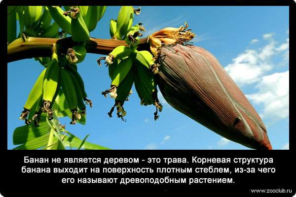 Банан (Musa) не является деревом - это трава. Корневая структура банана выходит на поверхность плотным стеблем, из-за чего его называют древоподобным растением.