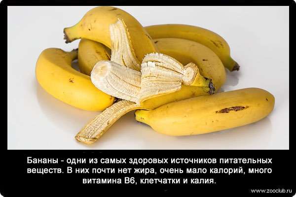 Бананы - одни из самых здоровых источников питательных веществ. В них почти нет жира, очень мало калорий, много витамина B6, клетчатки и калия.