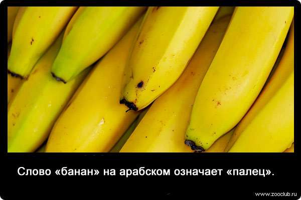 Слово банан на арабском означает палец