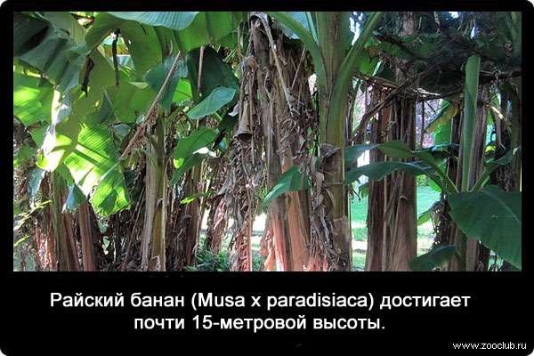 Райский банан (Musa х paradisiaca) достигает почти 15-метровой высоты