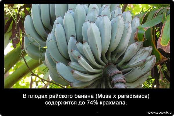 В плодах райского банана (Musa х paradisiaca) содержится до 74% крахмала