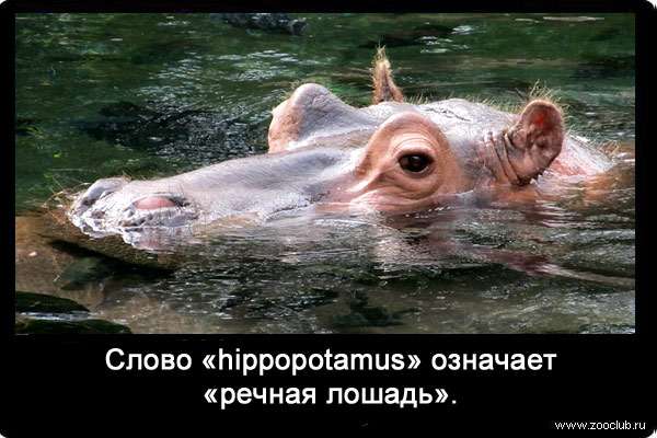 Слово «hippopotamus» означает «речная лошадь».
