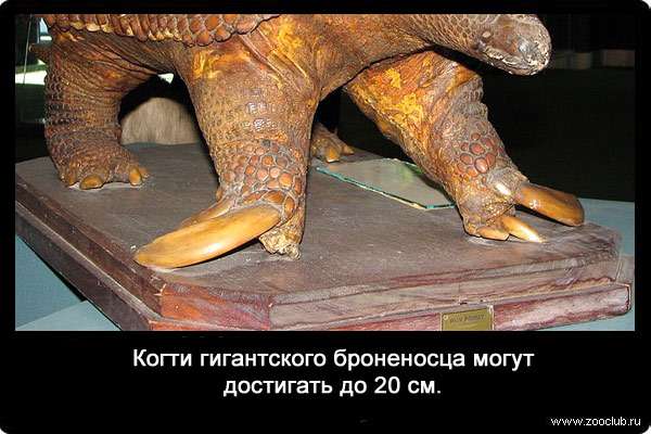 Когти гигантского броненосца (Priodontes maximus) могут достигать до 20 см.