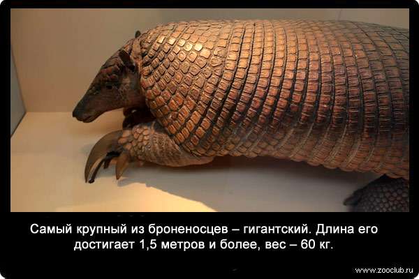 Самый крупный из броненосцев - гигантский (Priodontes maximus). Длина его достигает 1,5 метров и более, вес - 60 кг.