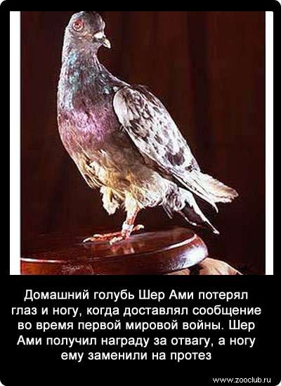 Домашний голубь Шер Ами потерял глаз и ногу, когда доставлял сообщение во время первой мировой войны. Шер Ами получил награду за отвагу, а ногу ему заменили на протез.