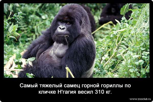 Самый тяжелый самец горной гориллы по кличке Н'гагия весил 310 кг.