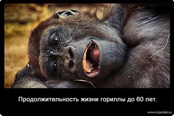 Продолжительность жизни гориллы до 60 лет.
